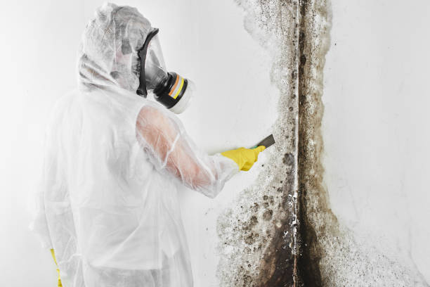 Best Mold Testing and Removal  in Morgandale, OH