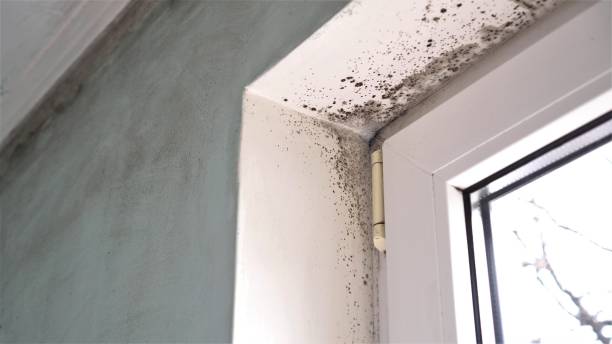 Best Home Mold Removal  in Morgandale, OH