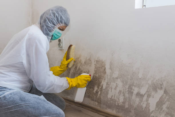 Best Fast Mold Removal  in Morgandale, OH
