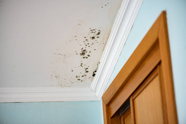Best Best Mold Removal Companies  in Morgandale, OH