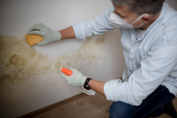 Best Mold Cleaning Services  in Morgandale, OH