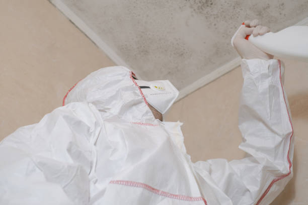 Certified Mold Removal in Morgandale, OH