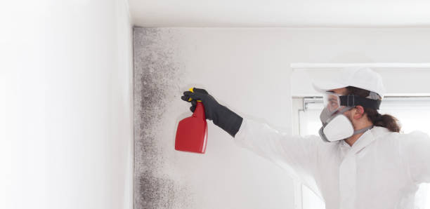 Mold Testing and Removal in Morgandale, OH