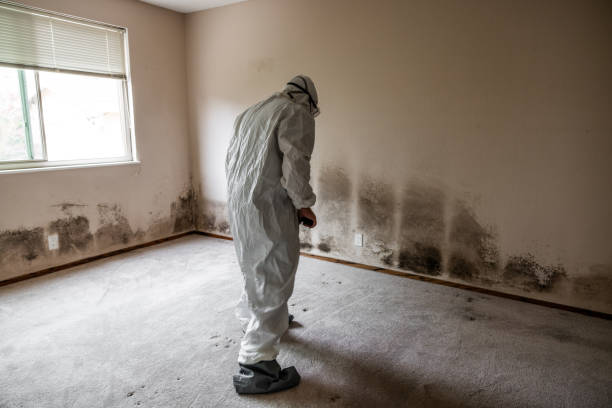 Best Emergency Mold Removal  in Morgandale, OH
