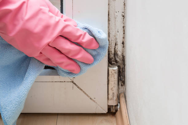 Best Professional Mold Removal  in Morgandale, OH