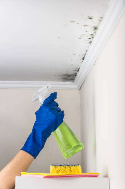 Best Emergency Mold Removal  in Morgandale, OH