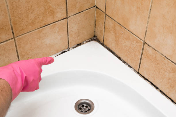 Best Affordable Mold Removal  in Morgandale, OH